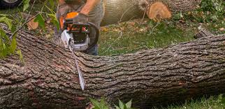 Best Tree Health Inspection  in Cleveland, NC