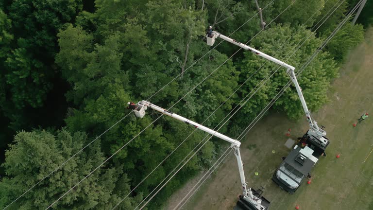 Best Tree Disease Treatment  in Cleveland, NC