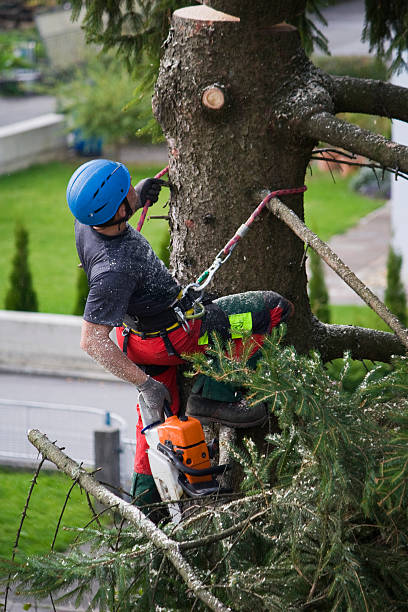 Best Tree Removal  in Cleveland, NC
